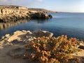 Original bright yellow-orange vegetation on the deserted rocky coast of Cyprus on a Sunny summer day