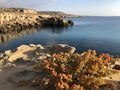 Original bright yellow-orange vegetation on the deserted rocky coast of Cyprus on a Sunny summer day