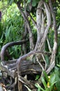Original chair made of thick branches, Singapore