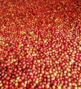Original coffee from Mount Puntang, West Java, Indonesia Royalty Free Stock Photo
