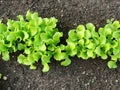 A plantation of young green lettuce against the background of a garden bed in the garden .Butterhead Lettuce salad plantation, gre