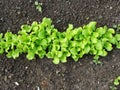 A plantation of young green lettuce against the background of a garden bed in the garden .Butterhead Lettuce salad plantation, gre