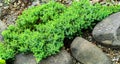 Original creeping Juniperus Procumbens Nana on stones by pond shore. Close-up of beautiful small japanese juniper Royalty Free Stock Photo