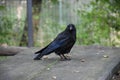 An original curious crow poses close-up Royalty Free Stock Photo