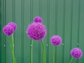 Original decorative flowers for floral arrangements. Alium Gigantium purple flowers