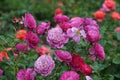 Original digital photo of roses. Royalty Free Stock Photo