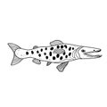 Original doodle smiling fish. Black and white lineart. Vector illustration, isolated on white background.