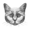 Original drawing of Cat.