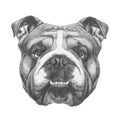 Original drawing of English Bulldog.