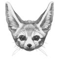 Original drawing of Fennec Fox.