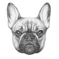 Original drawing of French Bulldog.