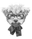 Original drawing of Maltese Poodle with bow tie and glasses. Royalty Free Stock Photo