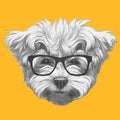Original drawing of Maltese Poodle with glasses.