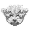 Original drawing of Maltese Poodle.