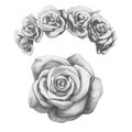 Original drawing of Roses.