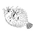 Original drawing of spine porcupine fish