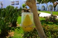 The original ecological trap for flies of yellow plastic hangs on a tree against a background of greenery Royalty Free Stock Photo