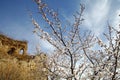 The original ecological wall of full of apricot flowers