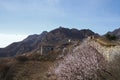 The original ecological wall of full of apricot flowers