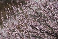 The original ecological wall of full of apricot flowers