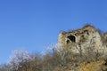 The original ecological wall of full of apricot flowers