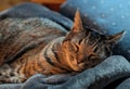 Sleeping Tabby Cat on Soft Blanket in Warm Light Royalty Free Stock Photo