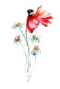 Original floral background with Poppies and Chamomiles flowers