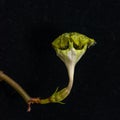 The original flower of the dangling Ceropegia sp. plant in the botanical collection Royalty Free Stock Photo