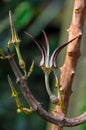 The original flower of the dangling Ceropegia sp. plant in the botanical garden collection Royalty Free Stock Photo