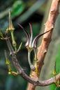 The original flower of the dangling Ceropegia sp. plant in the botanical garden collection Royalty Free Stock Photo