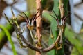 The original flower of the dangling Ceropegia sp. plant in the botanical garden collection Royalty Free Stock Photo