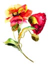 Original flowers watercolor illustration Royalty Free Stock Photo