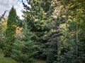 Original green background of mixed texture of evergreens: Thuja occidentalis Columna, Buxus sempervirens