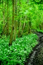 Original green forest with wild garlic in spring in Estonia, Europe