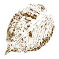 Original hand made leaf stamp, unique nature print