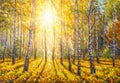 Original hand painted acrylic painting Birch autumn forest tree in park.