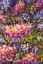 Big texture abstract flowers. Close up fragment of oil painting artistic flowers image. Palette knife flowers macro. Macro artist` Royalty Free Stock Photo