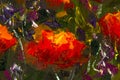 Macro flowers Red yellow poppies in green grass. Fragment of close-up painting. Canvas, oil, palette knife. Abstract flowers. Text Royalty Free Stock Photo