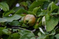 Bereczki-Quince, pear quince [Cydonia oblonga on the tree before harvest in early summer