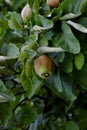 Bereczki-Quince, pear quince [Cydonia oblonga on the tree before harvest in early summer