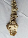 Original human back bone or spinal cord with a white background.