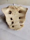 Original human sacrum bone with a white background.