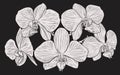 Orchid Flower Woodcut Etching Royalty Free Stock Photo