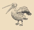 Original ink drawing of pelican with open beak