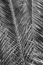 Original interesting abstract background with green palm leaf in close-up