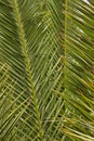 Original interesting abstract background with green palm leaf in close-up