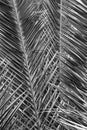 Original interesting abstract background with green palm leaf in close-up