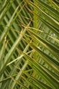 Original interesting abstract background with green palm leaf in close-up