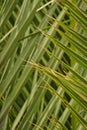 Original interesting abstract background with green palm leaf in close-up