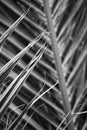 Original interesting abstract background with green palm leaf in close-up